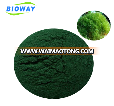 100% pure natural organic spirulina powder