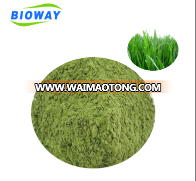 China Supplier supply 100% organic barley grass powder